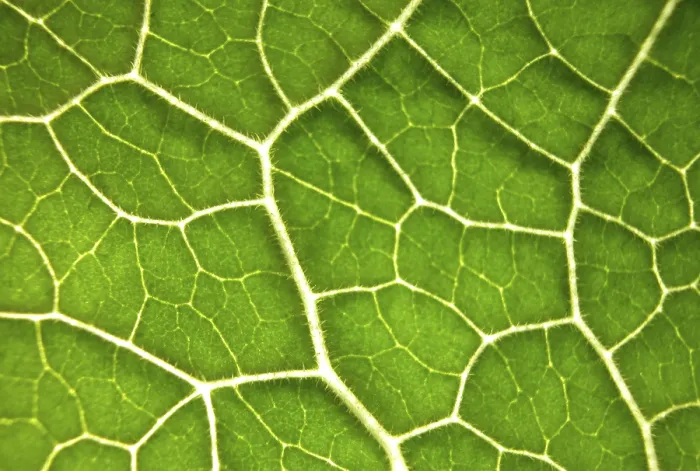 Impresión enmarcada : Hoja verde, estructura.