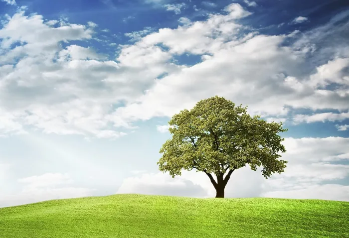 Impresión enmarcada : Arbol verde Impresión enmarcada : Arbol verde
