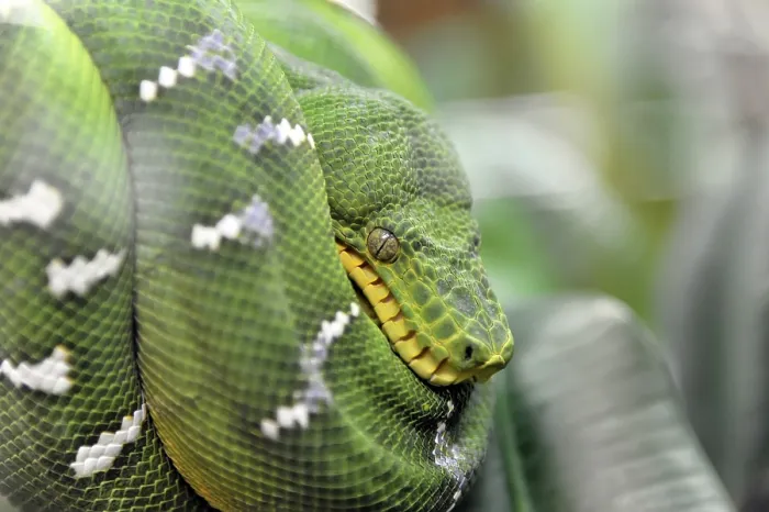 Impresión enmarcada : Serpiente de Árbol Verde (Chondropython viridis) Impresión enmarcada : Serpiente de Árbol Verde (Chondropython viridis)