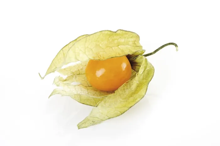 Impresión enmarcada : Frambuesa terrestre (Physalis). Impresión enmarcada : Frambuesa terrestre (Physalis).