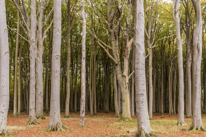 Impresión enmarcada : Bosque embrujado. Impresión enmarcada : Bosque embrujado.