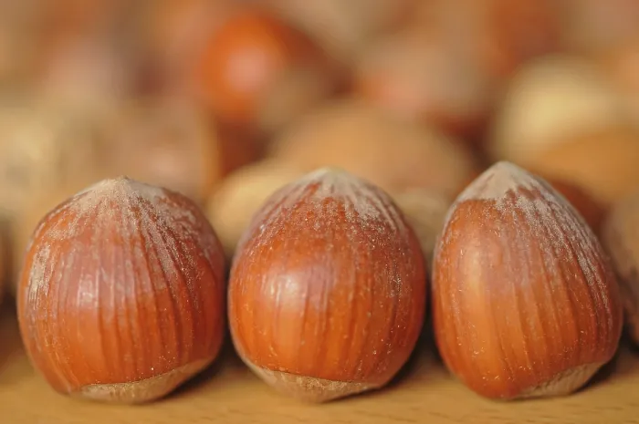 Impresión enmarcada : Hazelnuts Impresión enmarcada : Hazelnuts