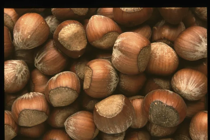Impresión enmarcada : Hazelnuts Impresión enmarcada : Hazelnuts
