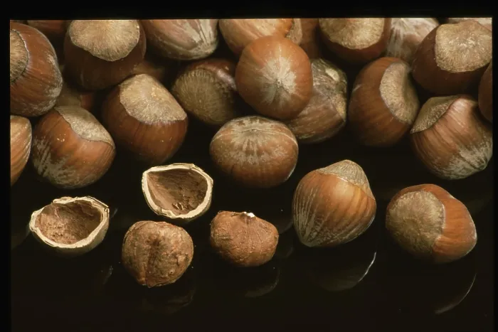 Impresión enmarcada : Hazelnuts