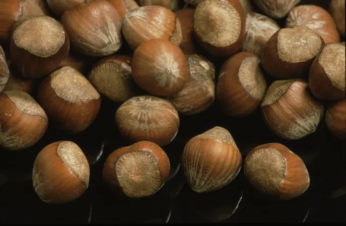 Impresión enmarcada : Hazelnuts