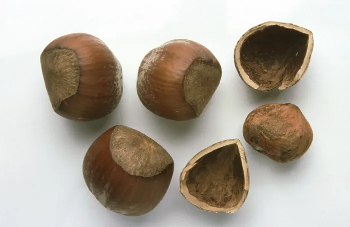 Impresión enmarcada : Hazelnuts Impresión enmarcada : Hazelnuts