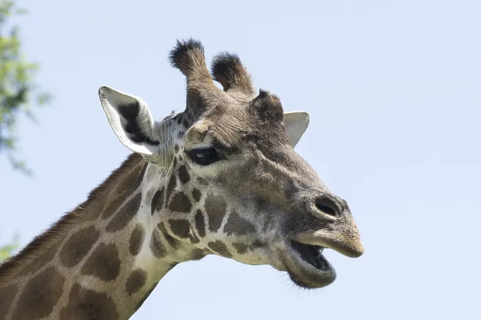 Impresión enmarcada : La cabeza de un girafa.