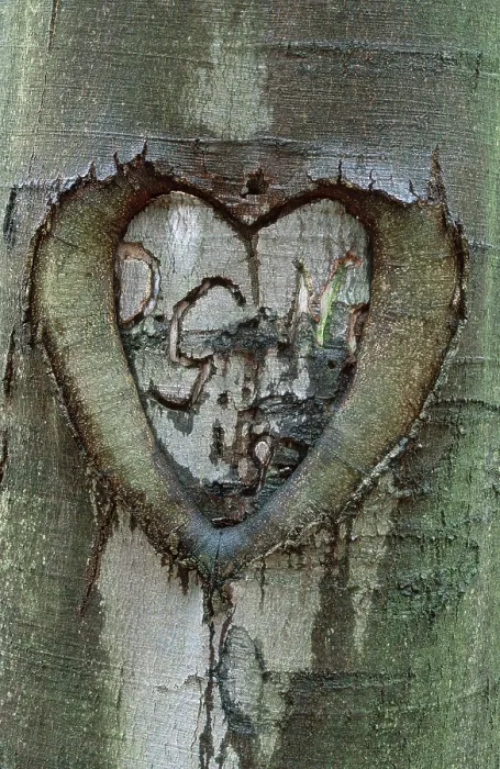 Impresión enmarcada : Corazón en corteza de roble, Turingia. Impresión enmarcada : Corazón en corteza de roble, Turingia.