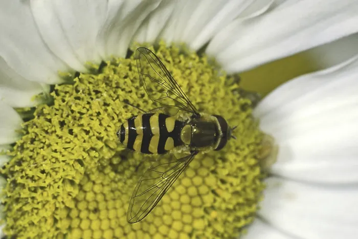 Impresión enmarcada : Hoverfly