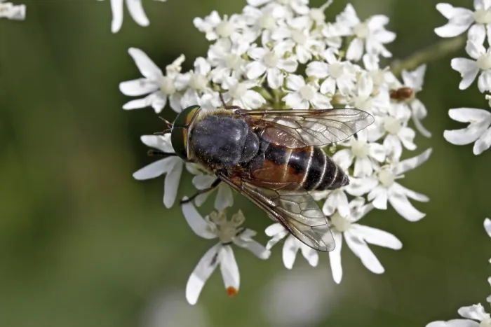 Impresión enmarcada : Mosca voladora visitando flores. Impresión enmarcada : Mosca voladora visitando flores.