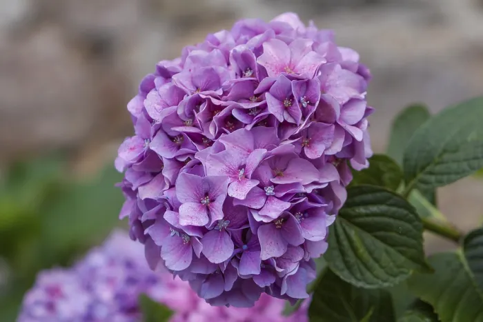 Impresión enmarcada : 'Hydrangea, hydrangea, flor de hidrangua'.