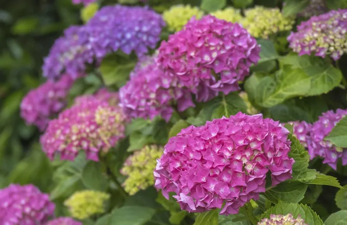 Impresión enmarcada : Hydrangea en flor, Munsterland, Renania del Norte-Westfalia, Alemania