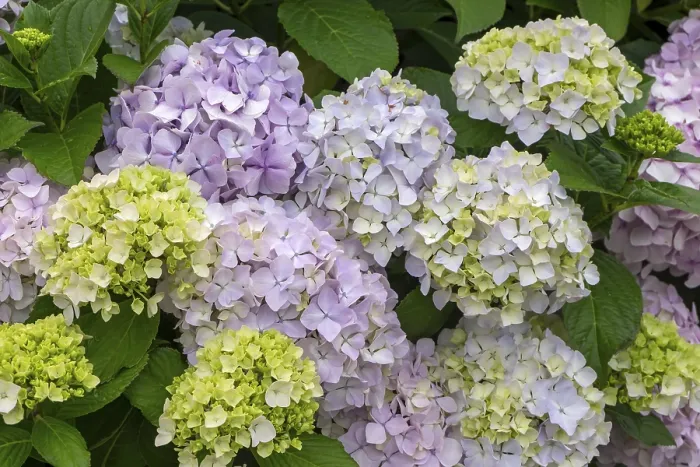 Impresión enmarcada : Hydrangea, Hydrangea, Irlanda. Impresión enmarcada : Hydrangea, Hydrangea, Irlanda.