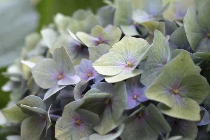Impresión enmarcada : Hidranga (Hydrangea macrophylla)