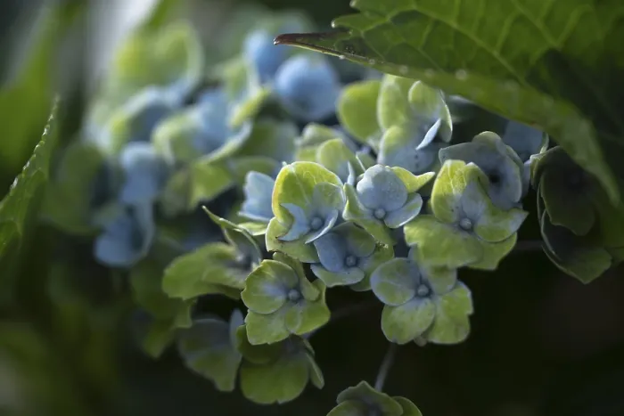 Impresión enmarcada : Hidràngula (Hydrangea macrophylla)