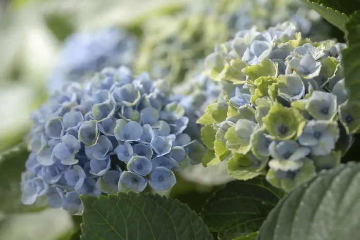 Impresión enmarcada : Hydrangea (Hydrangea macrophylla)