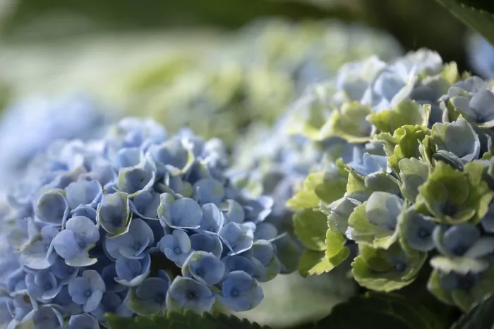 Impresión enmarcada : Hydrangea (Hydrangea macrophylla) Impresión enmarcada : Hydrangea (Hydrangea macrophylla)