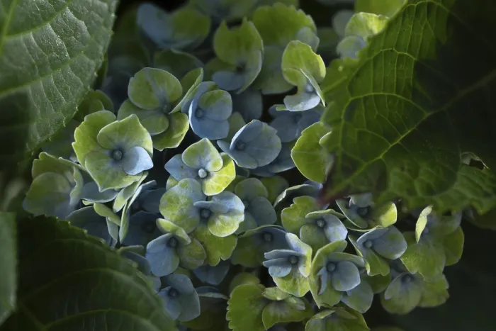 Impresión enmarcada : Hydrangea (Hydrangea macrophylla) Impresión enmarcada : Hydrangea (Hydrangea macrophylla)
