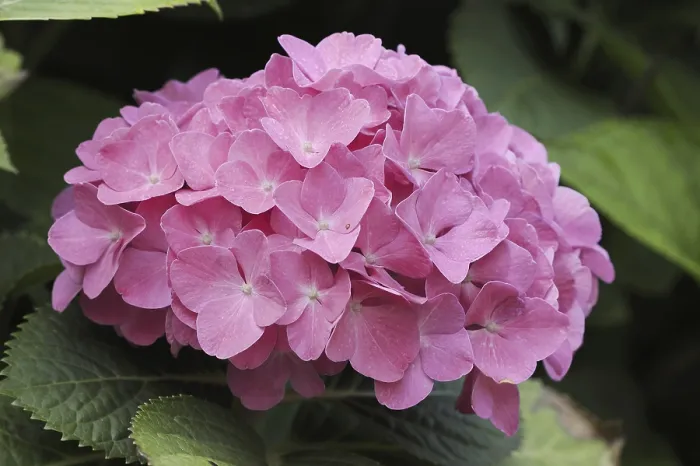 Impresión enmarcada : Hydrangea (Hydrangea macrophylla) Impresión enmarcada : Hydrangea (Hydrangea macrophylla)