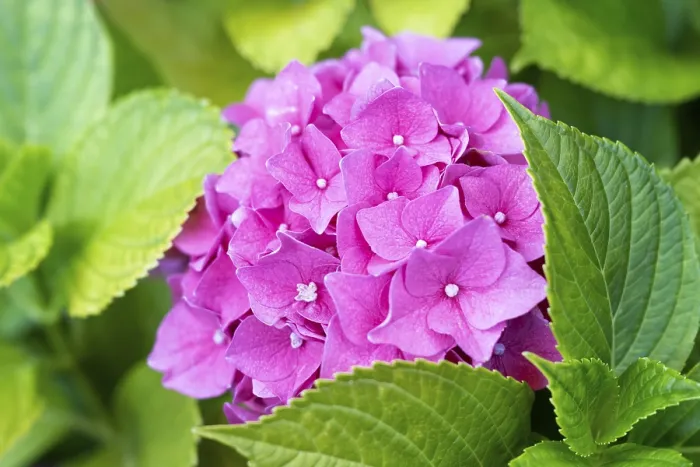 Impresión enmarcada : Hydrangea (Hydrangea) macrophylla Impresión enmarcada : Hydrangea (Hydrangea) macrophylla