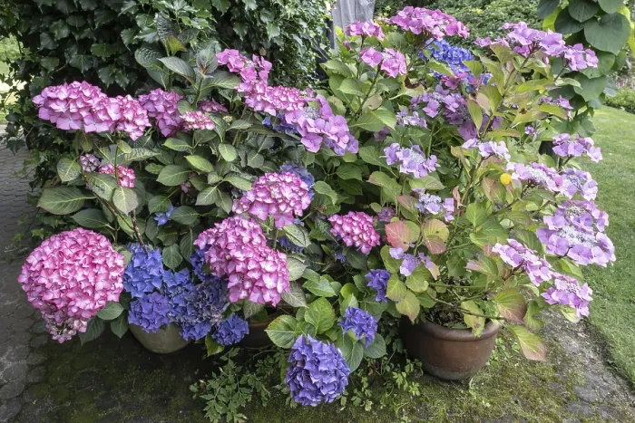 Impresión enmarcada : Hidrágenea (Hydrangea macrophylla). Impresión enmarcada : Hidrágenea (Hydrangea macrophylla).