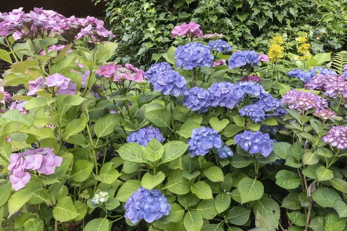 Impresión enmarcada : Hydrangea (Hydrangea macrophylla) en Emsland, Baja Sajonia, Alemania Impresión enmarcada : Hydrangea (Hydrangea macrophylla) en Emsland, Baja Sajonia, Alemania