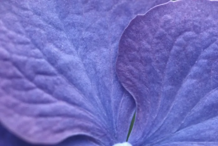 Impresión enmarcada : Hydrangea macrophylla, arbusto. Impresión enmarcada : Hydrangea macrophylla, arbusto.