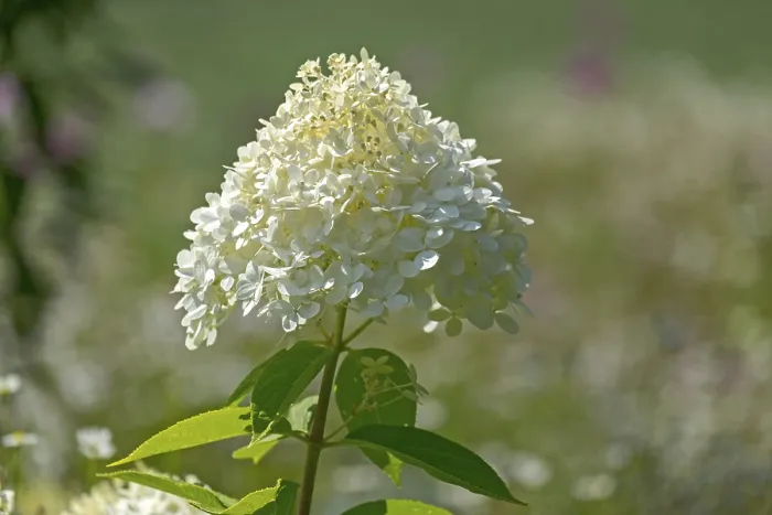 Impresión enmarcada : 'Hydrangea paniculata, Países Bajos'.