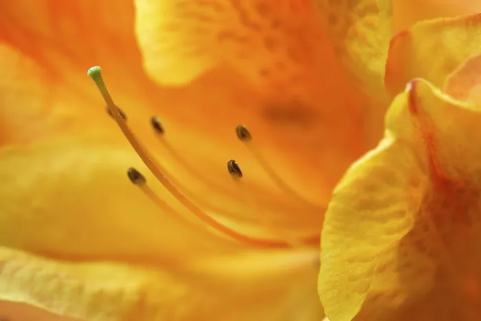 Impresión enmarcada : Impresión de flor.
