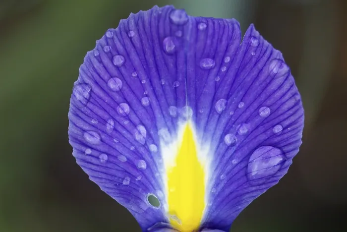 Impresión enmarcada : Iris