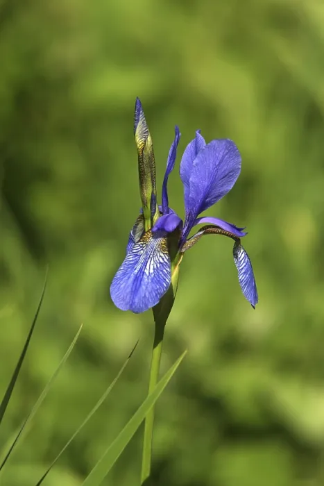 Impresión enmarcada : Iris Impresión enmarcada : Iris