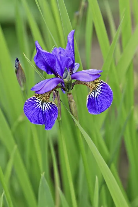 Impresión enmarcada : Iris (Iris) Impresión enmarcada : Iris (Iris)