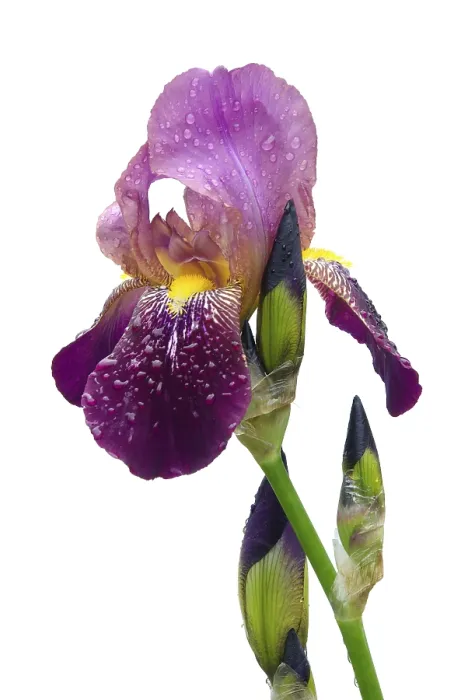 Impresión enmarcada : Iris, iris Impresión enmarcada : Iris, iris