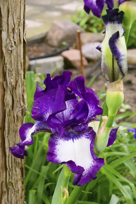 Impresión enmarcada : Iris, iris