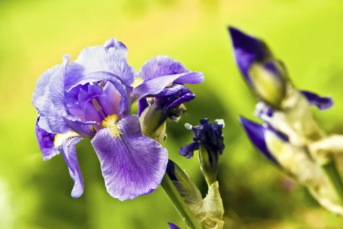 Impresión enmarcada : Iris (Iris croatica) Impresión enmarcada : Iris (Iris croatica)