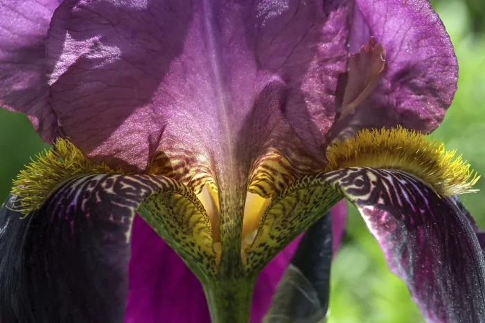 Impresión enmarcada : Iris (Iris sp.), iris barbudo, en closeup Impresión enmarcada : Iris (Iris sp.), iris barbudo, en closeup