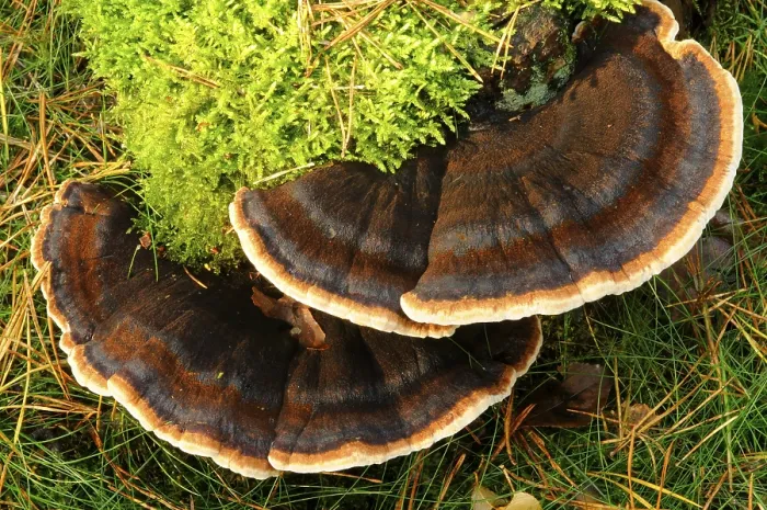 Impresión enmarcada : Ischnoderma benzoinum. Impresión enmarcada : Ischnoderma benzoinum.