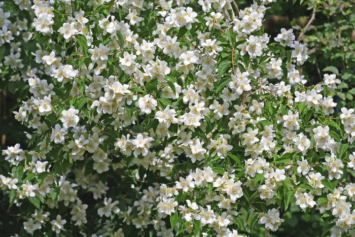Impresión enmarcada : Jasmin Impresión enmarcada : Jasmin
