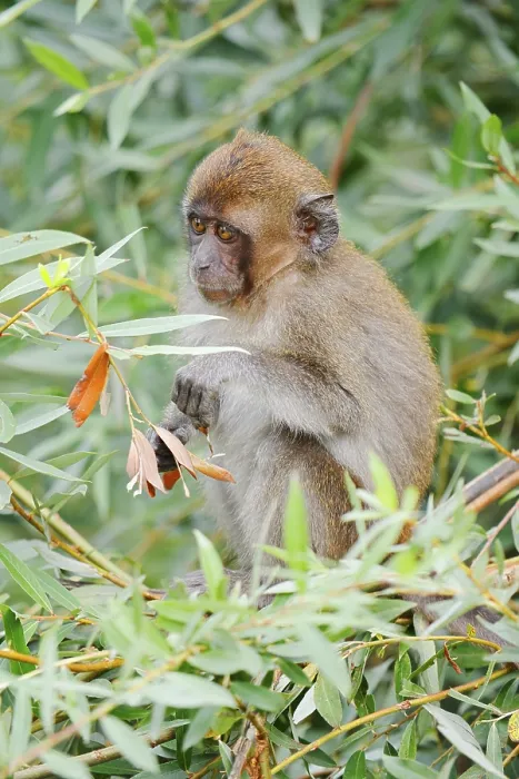 Impresión enmarcada : Mono de Java (Macaca fascicularis) Impresión enmarcada : Mono de Java (Macaca fascicularis)