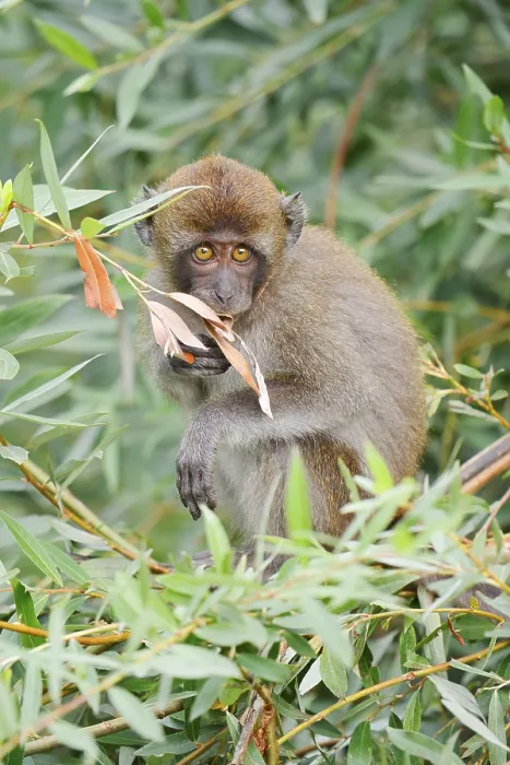Impresión enmarcada : Mono de Java (Macaca fascicularis)