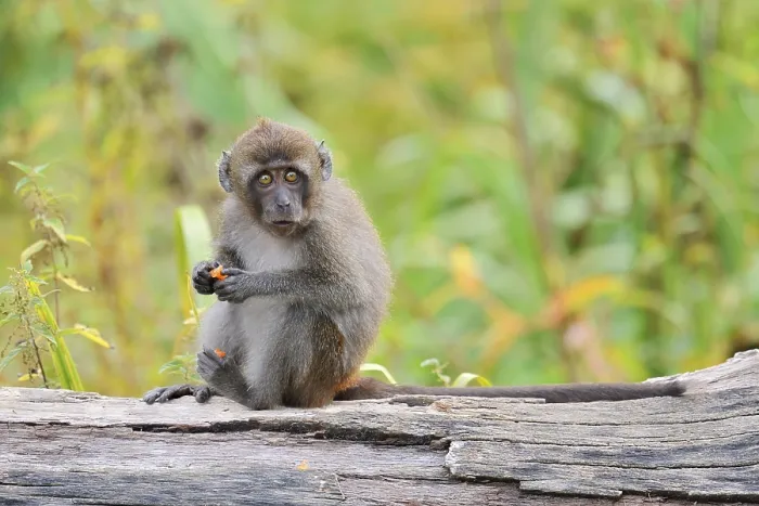 Impresión enmarcada : Mono de Java (Macaca fascicularis)