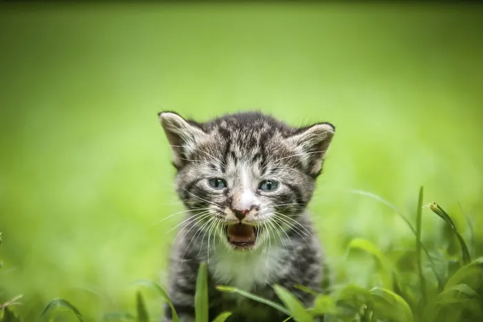 Impresión enmarcada : Gata en hierba