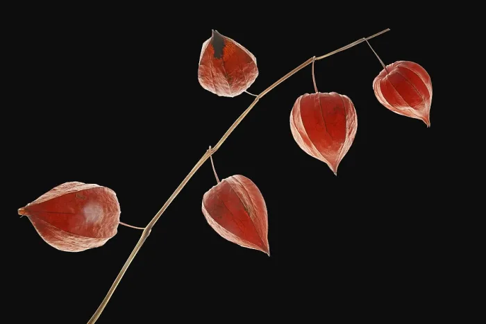 Impresión enmarcada : Flores de linterna