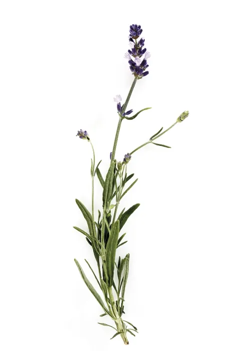 Impresión enmarcada : Lavender Impresión enmarcada : Lavender