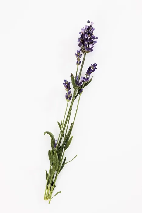 Impresión enmarcada : Rama de lavanda. Impresión enmarcada : Rama de lavanda.