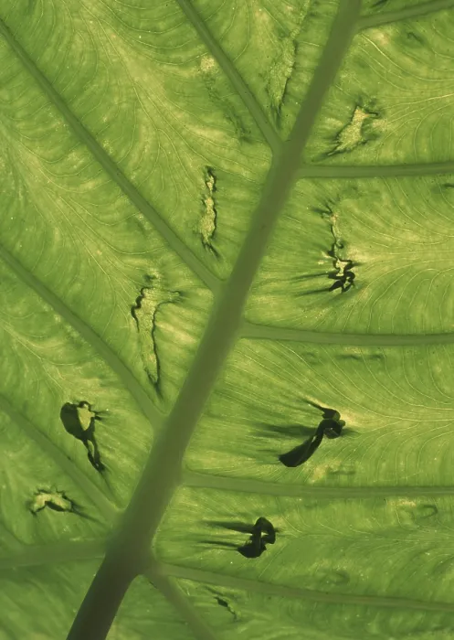 Impresión enmarcada : Leaf