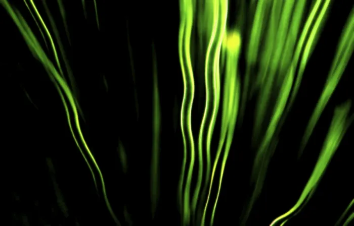 Impresión enmarcada : Leaf