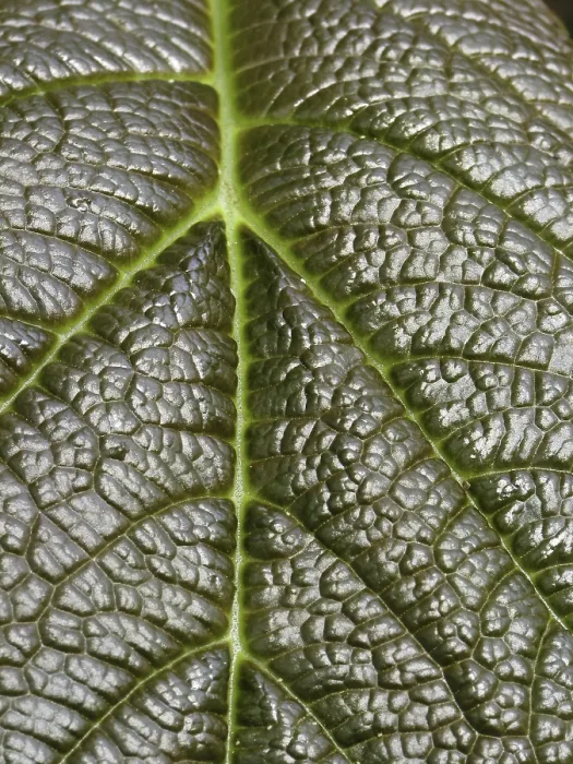 Impresión enmarcada : Detalle de hoja.