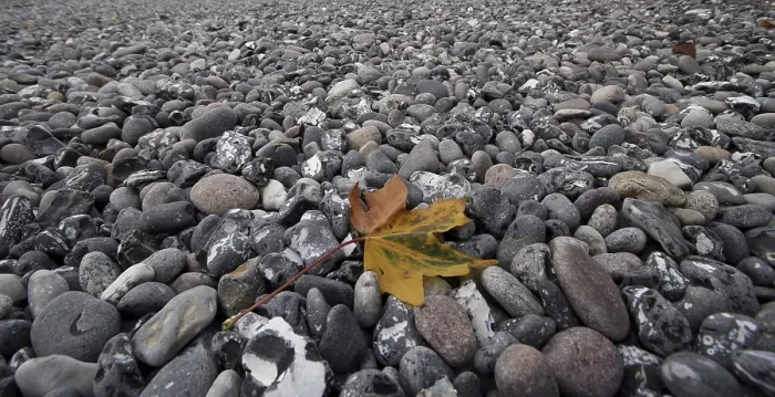 Impresión enmarcada : Hoja en la playa.