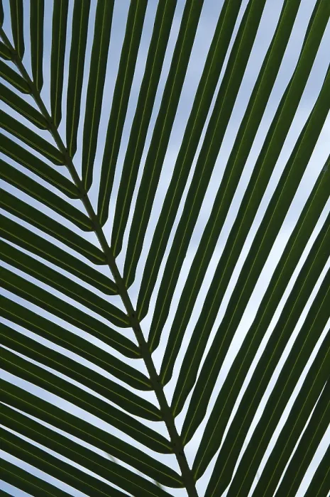 Impresión enmarcada : Hoja de palmera